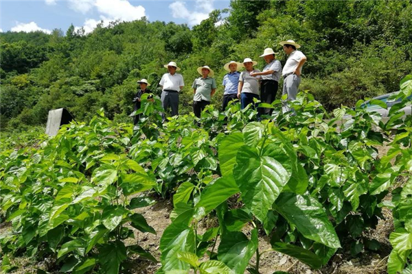 寶業(yè)（集團）公司參加中原鎮(zhèn)麻廟村召開“抓產(chǎn)業(yè)促脫貧”暨蠶桑產(chǎn)業(yè)技術(shù)培訓會議