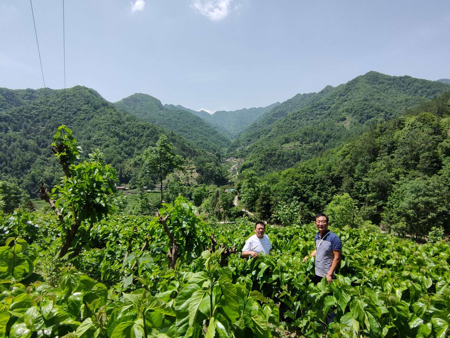 寶業(yè)公司送物資送技術(shù) 全力幫扶麻廟村高起點(diǎn)發(fā)展蠶桑產(chǎn)業(yè)